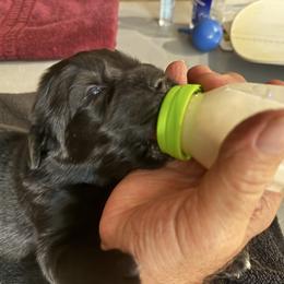 Girl 1 - Black female Newfoundland puppy in Nacogdoches, Texas from Pete’s Newfies