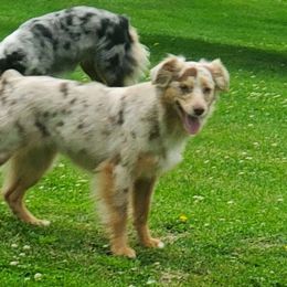 Tango - Miniature Australian Shepherd