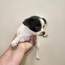 Lily - Black and white female Chihuahua puppy in Attleboro, Massachusetts from Treasured Hearts Chihuahuas and Toy/mini poodles