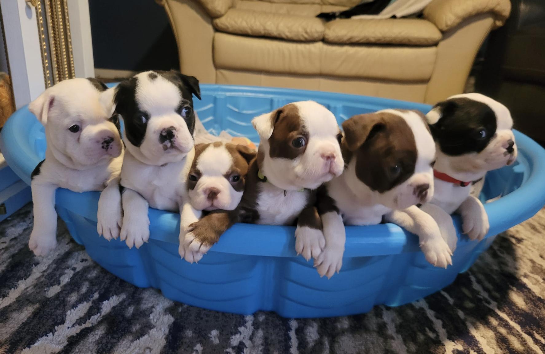 Endicott Boston Terriers in Illinois Boston Terrier puppies Good Dog