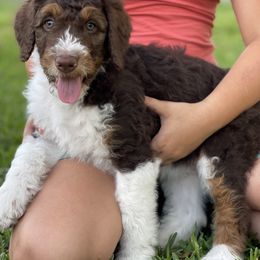Bernedoodle Puppies from Creekside Doodles