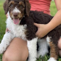 Bernedoodle Puppies from Creekside Doodles