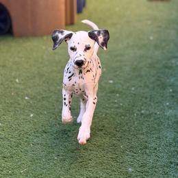 Belle ACA LUA - White and black female Dalmatian puppy in Queen Creek, Arizona from Lala's Polka Dots
