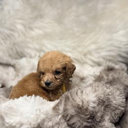 Cobbler - Red  female Poodle puppy in Allentown, Pennsylvania from Poodles Are Mixy