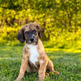 Patsy - Unfurnished Coat - female Australian Mountain Doodle puppy in Pittsburgh, Pennsylvania from WestPenn Doodles LLC
