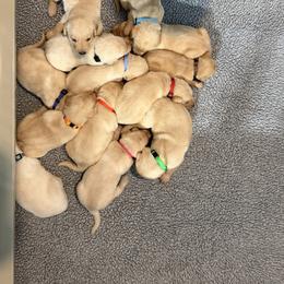 Girl 4 - female Labrador Retriever puppy in Britton, South Dakota from FR Labs