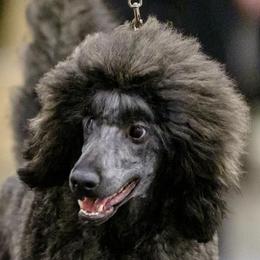 V (short for Vendetta) - Poodle