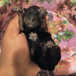 Yorkshire Terrier Puppies from Twilights Yorkies FL