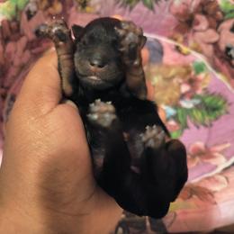 Yorkshire Terrier Puppies from Twilights Yorkies FL