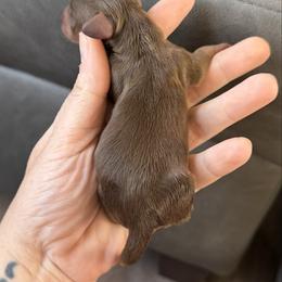 Girl 3 - Chocolate and tan female Dachshund puppy in London, Kentucky from Steele Half Acre Homestead