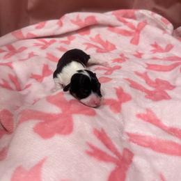 Bluebell - Black and tan female Pembroke Welsh Corgi puppy in Huntington, Texas from Flower Hill Farm