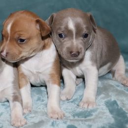 Rat Terriers from Arizona Rat Terriers