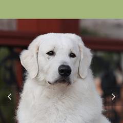Bond - Kuvasz