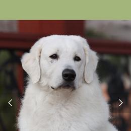 Bond - Kuvasz