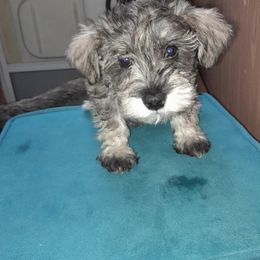 Miniature Schnauzer Puppies from Kelly's Mini Schnauzers