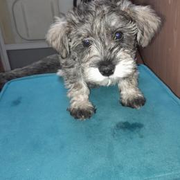 Miniature Schnauzer Puppies from Kelly's Mini Schnauzers