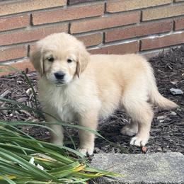 Golden Retriever Puppies from Celtic Pride Goldens
