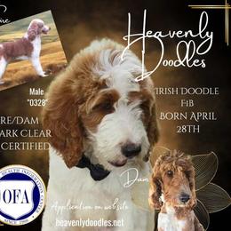 Irish Doodle and Poodle Puppies from Heavenly Poodles