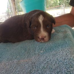 Australian Shepherd Puppies from Eon's Aussies