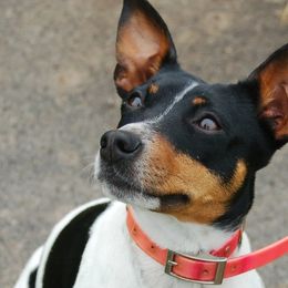 Carmen - Rat Terrier