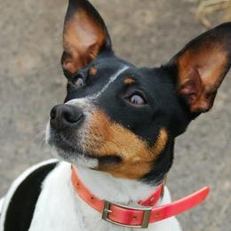 Carmen - Rat Terrier