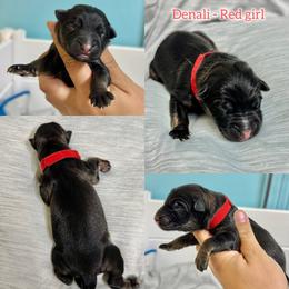 Denali - Red girl - Sable female German Shepherd puppy in Oakley, California from Von Guadachi German Shepherds & Audacity Border Collies