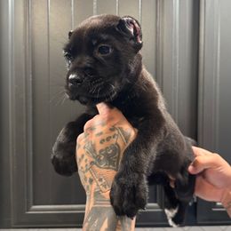 Black Female 2 - Black female Cane Corso puppy in Cashion, Oklahoma from APEXOK Cane Corsos LLC