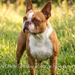 Rip - Boston Terrier