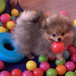 Pomeranians from Lucky Poms of LA
