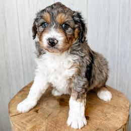 Corin - Blue merle male Aussiedoodle puppy in Arlington, Washington from Doodle Love Laugh