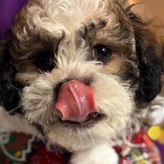 Shichons from Breeder