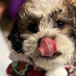 Shichons from Breeder