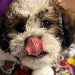 Shichons from Breeder