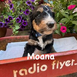 Moana - Tri-color female Bernedoodle puppy in Rochester, Minnesota from Marbel Wood Doodles