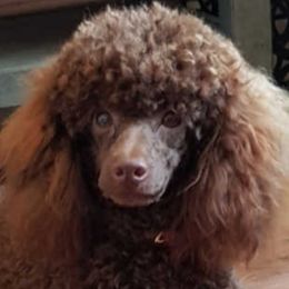 Poodles and Yorkipoos from Sweet Carolina Pups