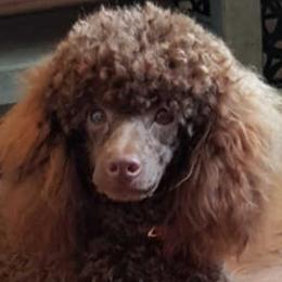 Poodles and Yorkipoos from Sweet Carolina Pups
