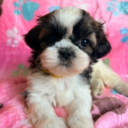 Jennifer - Black gold and white female Shih Tzu puppy in Hemet, California from Aloha Shih Tzu