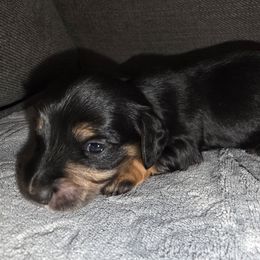 Black and cream - Black and cream male Dachshund puppy in De Beque, Colorado from ITSAR Ranch