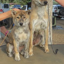 Jindo Puppies from YooShin Kennels