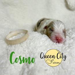 Cosmo - Red merle male Australian Shepherd puppy in Falmouth, Kentucky from Queen City Farm