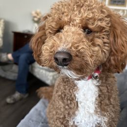 Aussiedoodle All Grown Up from Iron Doodles