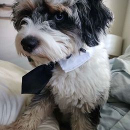 Walter - Aussiedoodle