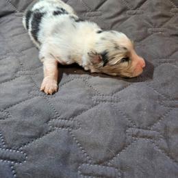 Nettle - Blue merle female Australian Shepherd puppy in Abilene, Texas from S&K Aussies N' Rotties