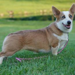 Khaleesi - Red female Pembroke Welsh Corgi puppy in Berea, Kentucky from SunShine Corgis