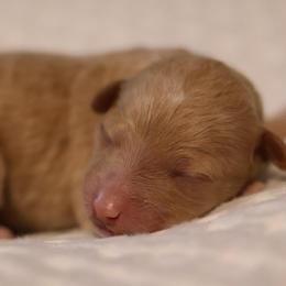 India - Apricot female Goldendoodle puppy in Forney, Texas from Diamond Doodle Pups and Poodles