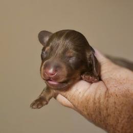 Chocolate and tan male - Chocolate and tan male Dachshund puppy in Trade, Tennessee from TN Miniature Dachshunds & Basset Hounds