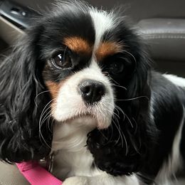 Cavalier King Charles Spaniels from Farmhouse Cavaliers NC