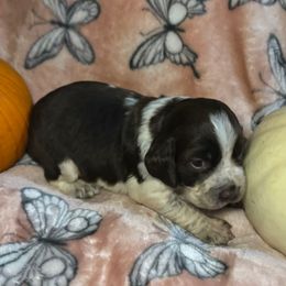 Twix - Liver white and roan male English Springer Spaniel puppy in Coeur D'alene, Idaho from Springer Hollow