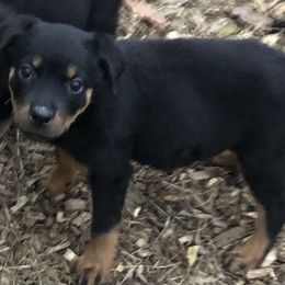 Purple collar - Black and mahogany female Rottweiler puppy in Hermitage, Tennessee from Morris Rottweilers