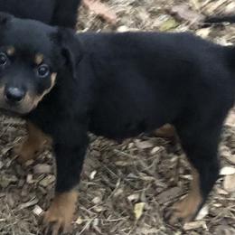 Purple collar - Black and mahogany female Rottweiler puppy in Hermitage, Tennessee from Morris Rottweilers